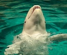 動物園・水族館の撮影代行を致します 可愛い生き物の写真をお届けします イメージ3