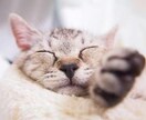 元ペットショップ店員が猫ちゃん飼育の相談にのります 些細なお悩みなんでも解決します! イメージ2