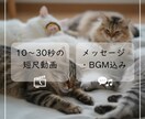 写真から虹の橋のあの子と再会する動画を作ります 1枚の写真から亡き最愛のペットの面影が蘇る動画を制作します。 イメージ3