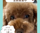 Instagram投稿画像制作します 美容・コスメ・ペット・カフェ・不動産対応 イメージ2
