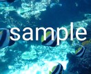 水族館の生き物の画像提供します 背景などに使えそうな5枚を選びました。 イメージ3