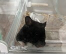 ハムスター多頭飼育者が飼育の相談に乗ります 病気かもしれない、元気がないそういった子などその他相談に！ イメージ2