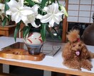 プードルのかわいい顔としぐさをプレゼントします プードルですが、直毛なので、貴重です イメージ4