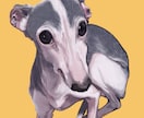 愛犬・ペットのイラストを制作いたします あなたのペットのイラストをアイコンや壁紙に！ イメージ2