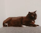 主に仕事、友人関係、恋愛、愚痴のお悩み待ってます 話すのが苦手な方や、メッセージの方が楽な方どうぞ〜！ イメージ1