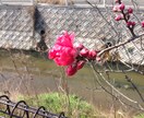 【神様が本当においでになる神社】縁結びの神様に代理参拝して参ります。 イメージ3