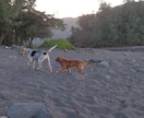 ハワイ島の大自然や動物たちの写真をお届けします 海外旅行に気軽に行けない現在、現地の旬の風景をお届けします イメージ3