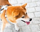 気軽に1000円で占いたい方向けに占います 手軽に占いたい方はこちらからお願いします イメージ1