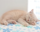 眠れない日に安眠サポート！優しいトーンでお話します 眠れるまでゆる～く話したい、雑談したい方電話でお話しましょう イメージ4