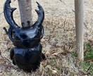 悩み愚痴なんでも聞きます クワガタ虫のテコの原理の要領で マイナスからプラスへ イメージ2