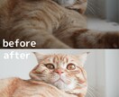 Photoshopで写真の色調補正、修正等承ります 最短即日！ご用命に沿った編集を！ イメージ2