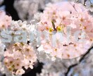 あなたの写真をイラスト風にします！ イメージ1