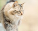 愛犬、愛猫を愛情持って撮影します 共にお住まいのペットをご家族として撮影させていただきます イメージ4