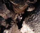 天然オオクワガタの採集方法（樹液・洞採集）教えます クワガタの採集のうち困難なオオクワガタの樹液採集方法です イメージ6