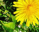 風景の写真が欲しい方、写真撮ります 風景をなかなか撮りに行けない方に自然を動画にしたい方など イメージ1