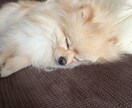 あなたの話や心の声を聞きます どんな些細な事でも構いません！お話し聞かせて下さい！ イメージ1