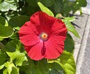 電話占い⭐︎霊視と浄化をしながら話します サクサクと鑑定。エネルギーと運の流れを同時に整える イメージ1