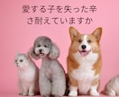 旅立ったあのコとあなたの絆をより深く結びます 亡くなったペットの夢の意味？生まれ変わり？本当の虹の橋意味？ イメージ2