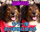 大切なあの子の思い出を、高画質化します 写真のあの子、ぼやけたまま残しますか？ イメージ1