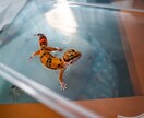 爬虫類（レオパ、アオジタ）の飼育方法教えます 〜爬虫類を初めて飼ってみたい人、飼育初心者の為の飼育方法〜 イメージ1