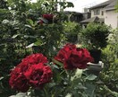 バラの育て方のご相談にお答えしますます バラを育てて８年、我が家の庭には５０株が植わっています！ イメージ3