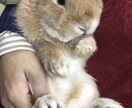 不正咬合うさぎのお悩みのご相談相手になります うさぎの飼育で困っている飼い主様の悩みに寄り添います イメージ3