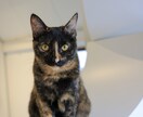 1日撮影します まるっとコミコミプラン(撮影費・交通費・レタッチ費) イメージ4