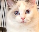 猫の保護、啓発など猫のこと全般のご相談に応じます 猫カフェ、ブリーダー、地域猫活動などの経験を活かしたいです。 イメージ2