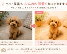 お写真をやわらかくおしゃれに加工・編集します お子さま・ペット・思い出写真をやさしく素敵に仕上げます！ イメージ1