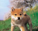 ペット(犬)のお悩み、しつけ相談のります 動物専門卒です。お気軽にどうぞ イメージ1