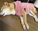 極小豆柴の写真を売ります 2歳の可愛い柴犬をお好みのアングルで撮ります！ イメージ2