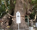 徳島県 大麻比古神社 代理参拝致します 心を込めて開運祈願致します。全体運アップを祈る現地ご祈願 イメージ4