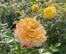 1分からOK～　あなたのお話を聞かせていただきます お悩み相談/愚痴/話し相手/鬱/パワハラなど　何でもOK☘️ イメージ9
