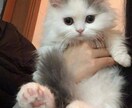 あなたの話し相手になります 生活している中での不満や、愚痴聞きます✨ イメージ1