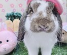 大切なペット達の飼育についてアドバイスします 元ペットショップ店員がペットの飼育方法やお悩みにアドバイス！ イメージ3
