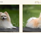愛犬写真、プロの手仕事で美しく修復、レタッチします イラストではなく本物の写真のまま残したい方へ イメージ3