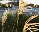 漢方に関するご相談伺います 漢方や中医学の知恵を生かしたご相談！ イメージ1