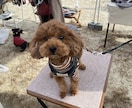 トイプードルのモデル写真・動画提供します 撮影シチュエーションご相談下さい イメージ1