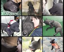 ペットのイラストます 大切なご家族を描かせて頂きます イメージ4