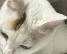 タロット鑑定でみます タロットで占いますなんでも聞いてください イメージ1