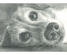 写真を元に、ペットちゃんを鉛筆で細密デッサンします リアル鉛筆画・ペットアート・原画郵送・インテリア・贈り物 イメージ4