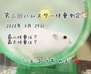 ハムスターの相談に乗ります 薔薇です。お世話になってます。ハムスター飼ってます。 イメージ2