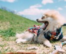 なぜか勝手に癒されて、また頑張れるコーチングします いつの間にか癒されるコーチング イメージ4