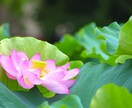 本気の方へ｜不倫・浮気の本音と行方を占います あなたの苦しみを受け止める、複雑恋愛のプロによる霊視鑑定です イメージ6