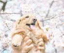 加工アプリより盛れる写真撮ります 今までで1番かわいい写真撮ります! イメージ4