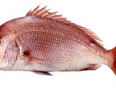 主婦必見☆魚のさばき方おしえます 主婦向け☆魚を1から捌きたいあなたへ。 イメージ1