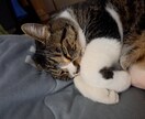 あなたの心の癒しになります 猫好きな方とお話できればいいな イメージ2