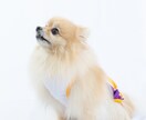 遊びながら撮る！わんちゃんと家族の記念を撮ります 大切な家族のわんちゃんとの、一生の思い出をプロが撮影します。 イメージ7