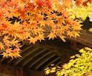 雰囲気のある美しい花・風景の写真素材を提供します 著作権フリーで四季折々の美しい写真をご自由にご利用ください。 イメージ3