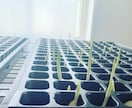 在宅で【農産物副業】を始めるノウハウ教えます 在宅で手間が比較的かからない。ニンニクスプラウトを始める。 イメージ3